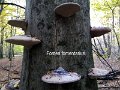 Fomes fomentarius-amf194-1